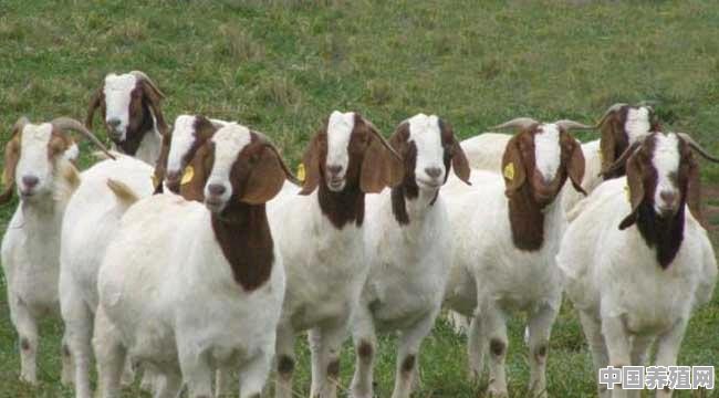 揭秘，养七只母羊一年怎样赚5万元 - 中国养殖网
