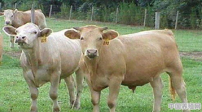 圈养肉牛是养水牛好，还是养黄牛好 - 中国养殖网