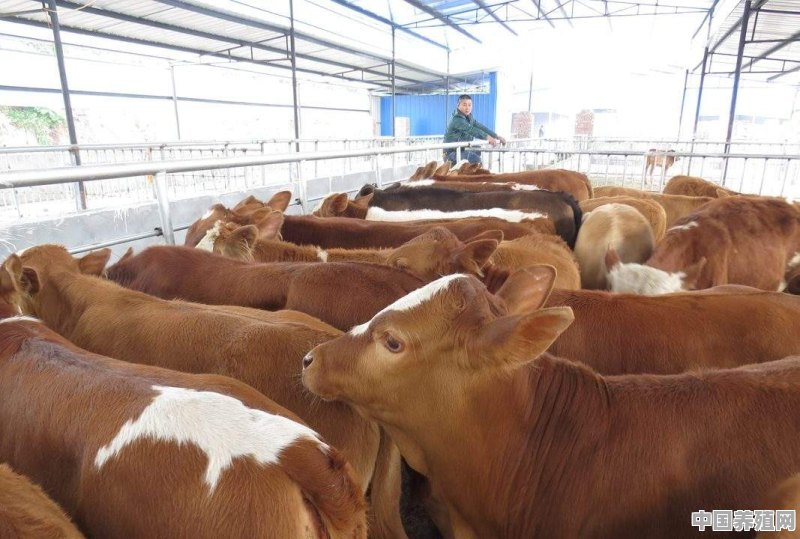 圈养肉牛是养水牛好，还是养黄牛好 - 中国养殖网