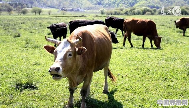 有人说喂牛需要掌握好的方法，怎样喂更合理 - 中国养殖网