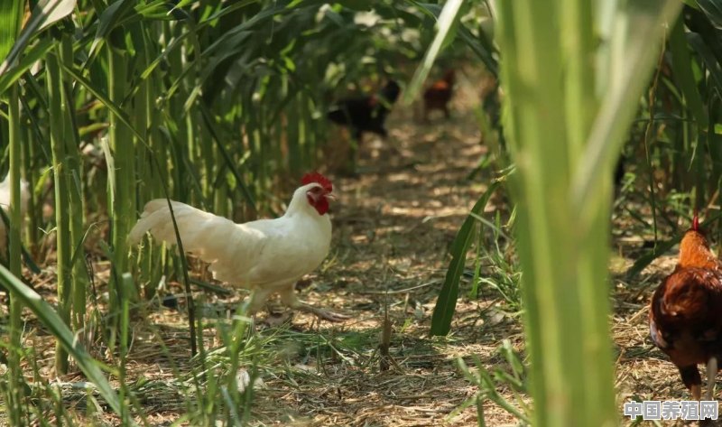 高温天气如何防止鸡群热应激 - 中国养殖网