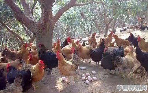 高温天气如何防止鸡群热应激 - 中国养殖网