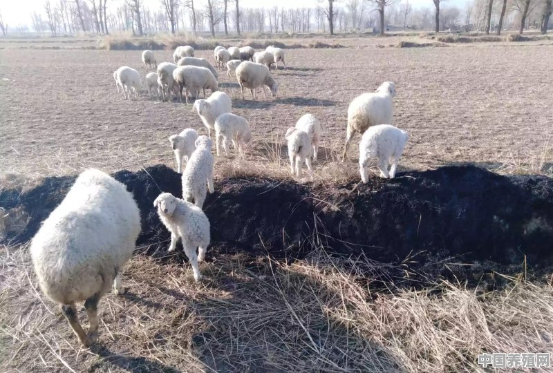 农村养殖羊，在哪里能够买到好品种的羊 - 中国养殖网
