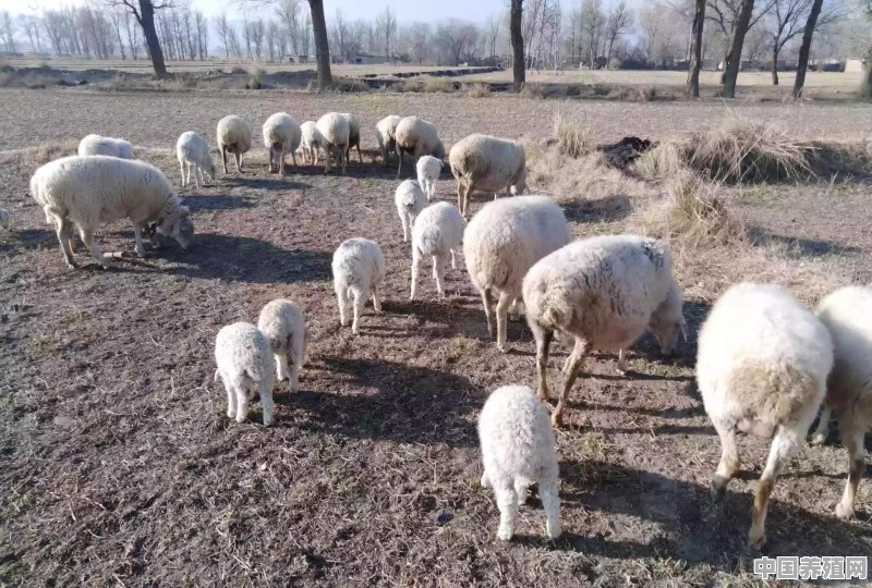 农村养殖羊，在哪里能够买到好品种的羊 - 中国养殖网