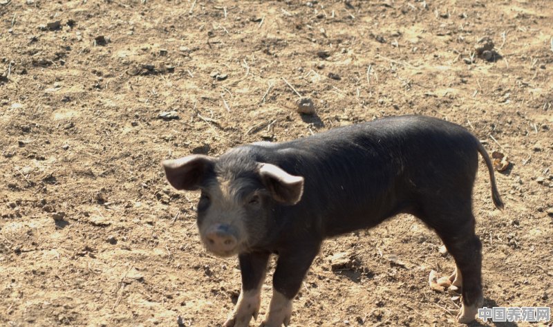 猪的体脂率是多少 - 中国养殖网