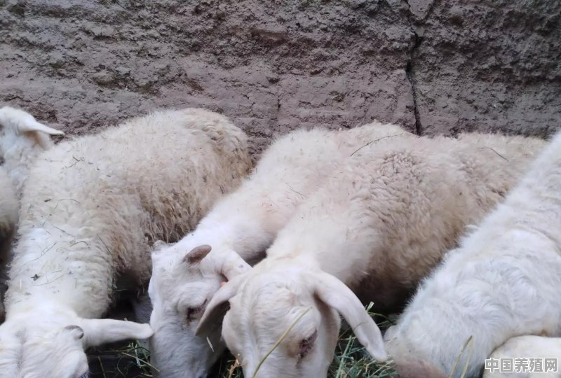 养六百只羊大概需要多少成本 - 中国养殖网
