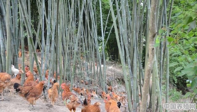 在果园散养土鸡，发现有黄鼠狼来咬鸡，有什么好的办法防治吗 - 中国养殖网