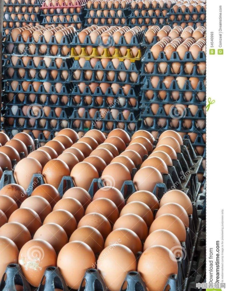 高温来临，如何正确使用风冷效应使蛋鸡感受更凉爽 - 中国养殖网