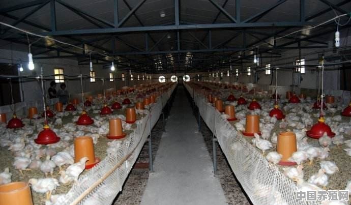 高温来临，如何正确使用风冷效应使蛋鸡感受更凉爽 - 中国养殖网