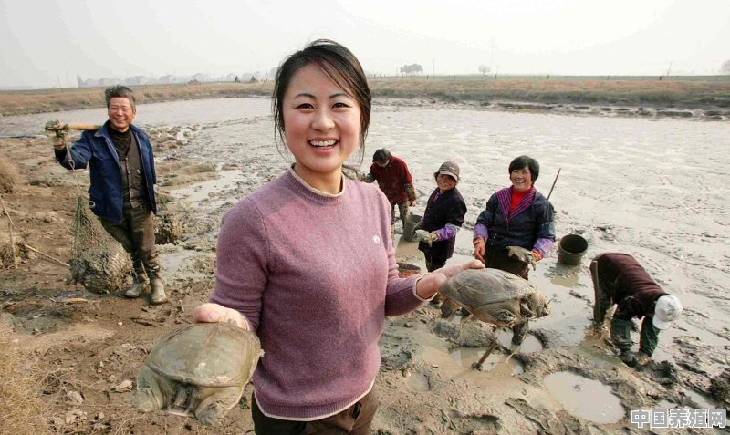 长流水生态养殖甲鱼可以吗 - 中国养殖网