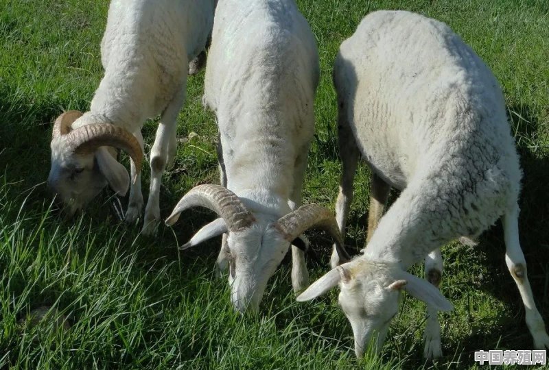 怎么养殖才能让山羊生产率高 - 中国养殖网
