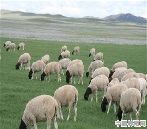 朋友们请问现在养羊利润怎么样，养多少可以赚50万，投入多少钱 - 中国养殖网