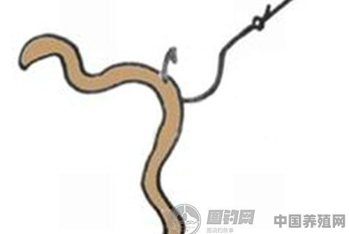 用蚯蚓钓鱼怎么保持蚯蚓的活性 - 中国养殖网