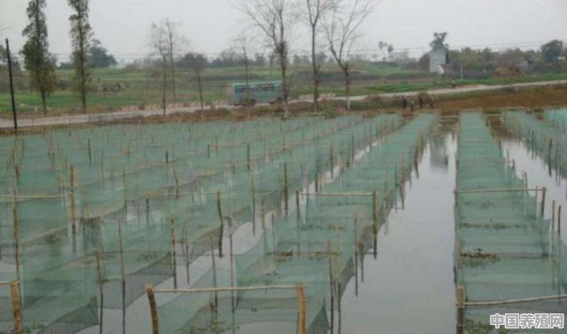 农村泥鳅养殖的方式一般有哪几种？哪一种养殖方式利润最好 - 中国养殖网