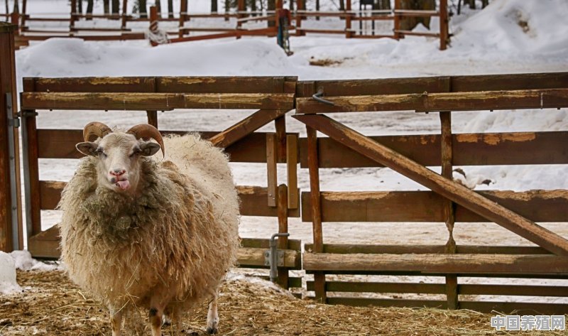 什么地方有卖羊的，什么地方羊好，什么地方羊品质好，室外放养山羊 - 中国养殖网