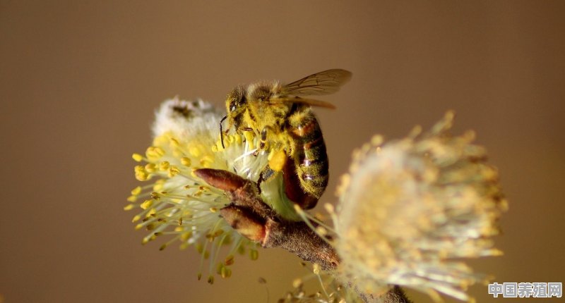 土蜂的养殖技术，我们怎么去做不影响蜂蜜的原有质量 - 中国养殖网