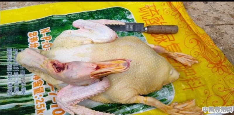 家养鸭子喜欢吃什么食物 - 中国养殖网