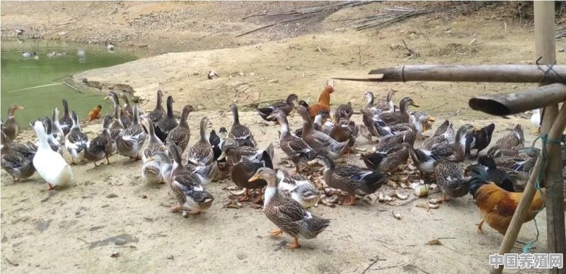 家养鸭子喜欢吃什么食物 - 中国养殖网