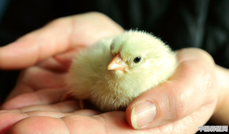 孵化小鸡有多大利润呢 - 中国养殖网