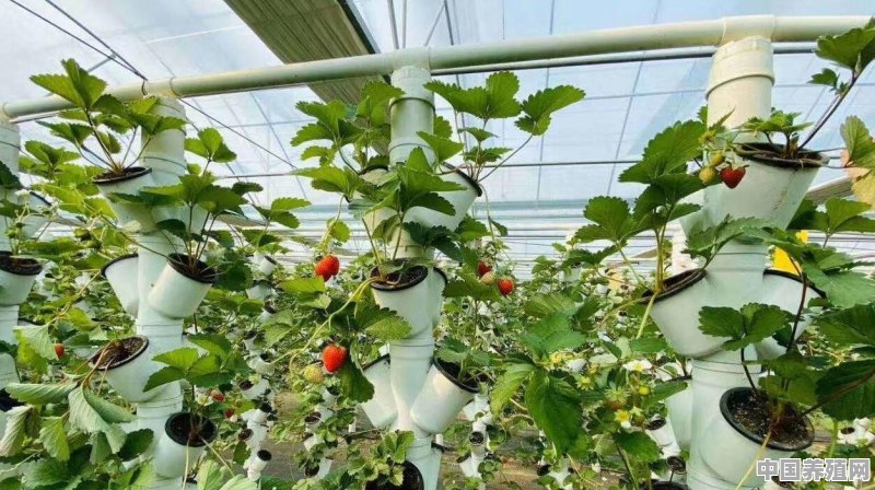 草莓如何种 - 中国养殖网