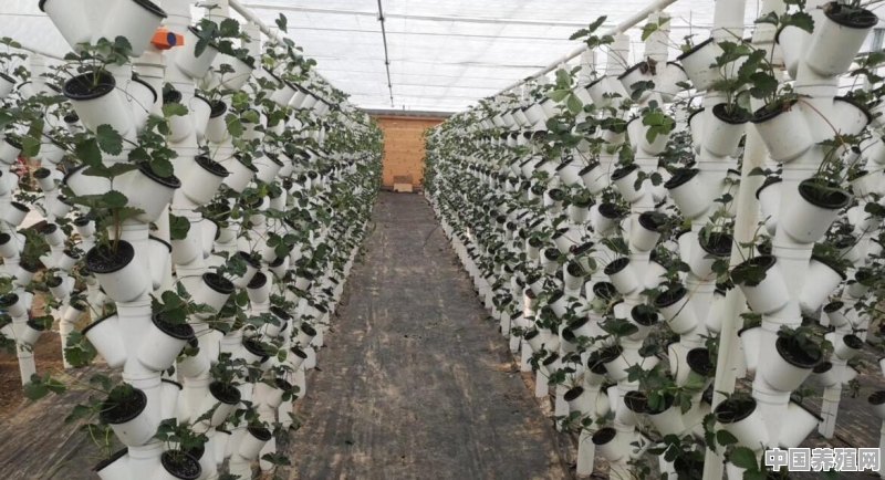 草莓如何种 - 中国养殖网