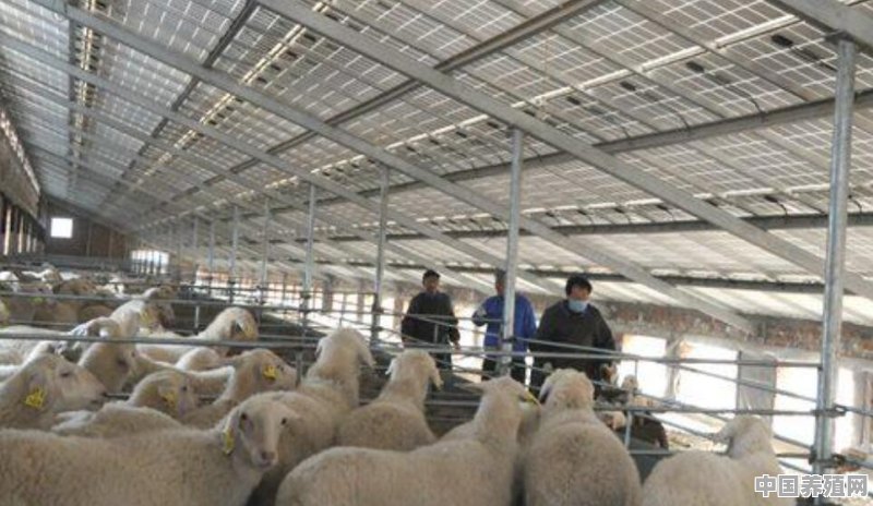光伏绵羊是怎么回事，光伏可以养羊吗 - 中国养殖网