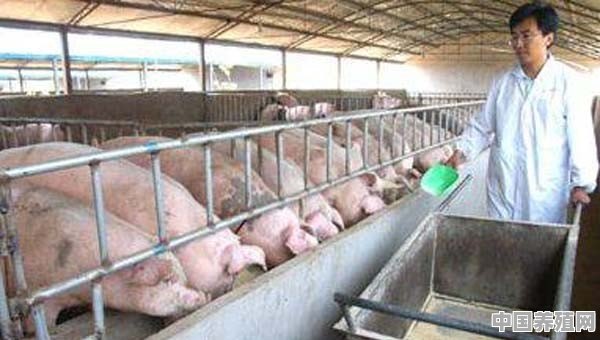 养猪不赚钱了？未来生猪养殖该重点关注哪些方面 - 中国养殖网
