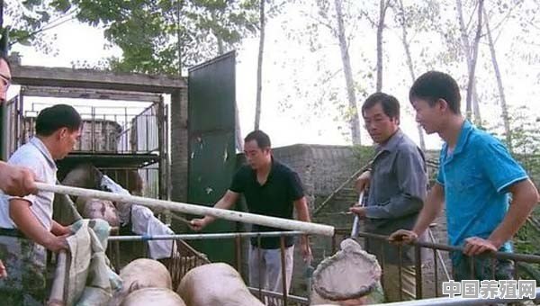 养猪不赚钱了？未来生猪养殖该重点关注哪些方面 - 中国养殖网
