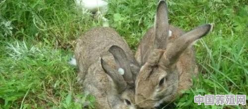 我想养殖兔子，不知四川适合养殖兔子哪种？从哪里引进种兔 - 中国养殖网