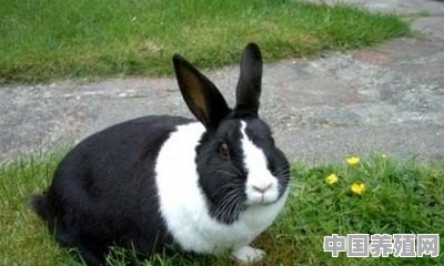 我想养殖兔子，不知四川适合养殖兔子哪种？从哪里引进种兔 - 中国养殖网