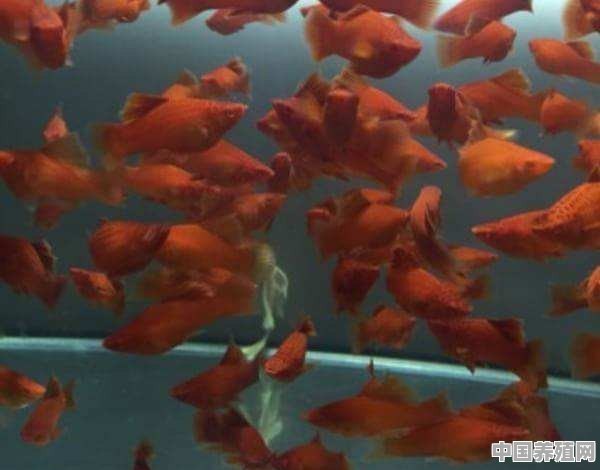 新到家的金鱼需要一直打氧吗 - 中国养殖网