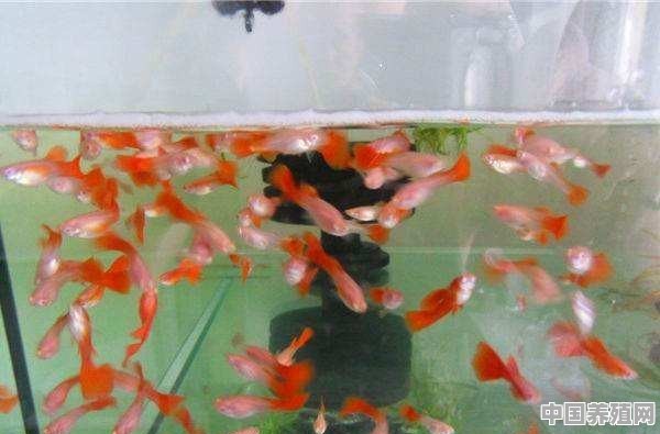 新到家的金鱼需要一直打氧吗 - 中国养殖网