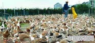 夏天养殖蛋鸭要注意什么 - 中国养殖网