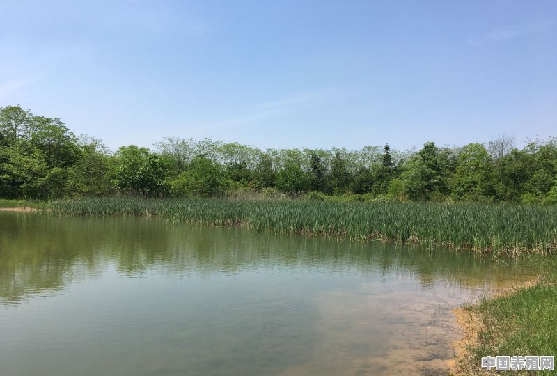 清水塘怎么钓鱼 - 中国养殖网
