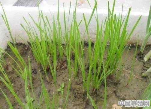 怎样在阳台种植韭菜呢 - 中国养殖网