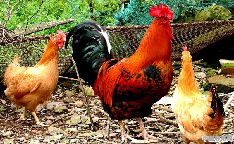 凤凰男和芦花鸡有什么区别 - 中国养殖网