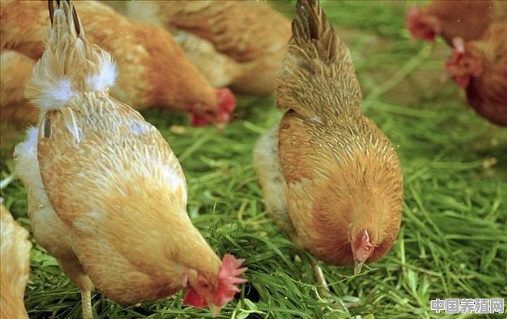 农村俗语“鸡儿不吃豆，豆儿是它舅”有道理吗？为何鸡不吃豆子 - 中国养殖网