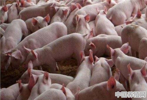 猪和牛一个场区两个圈舍饲养可以吗 - 中国养殖网