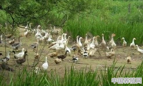 怎样用最低成本养鸭 - 中国养殖网