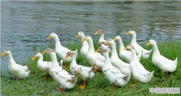 怎样用最低成本养鸭 - 中国养殖网