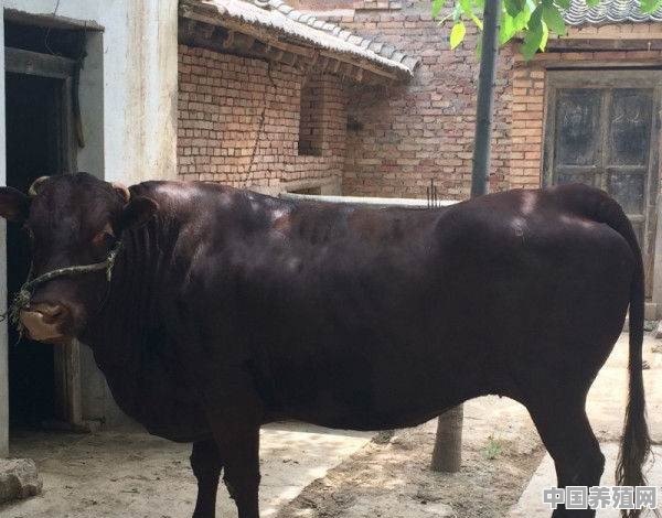 黄牛什么品种长得快 - 中国养殖网