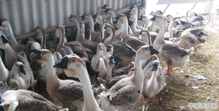 养两千只鹅大概需要多少钱，一只鹅有多少利润 - 中国养殖网