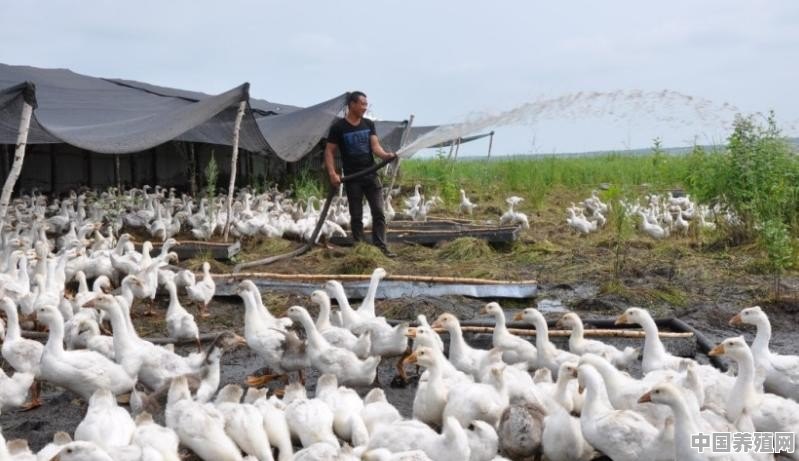 养两千只鹅大概需要多少钱，一只鹅有多少利润 - 中国养殖网