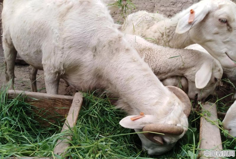 喂羊的饲料添加剂有哪些 - 中国养殖网