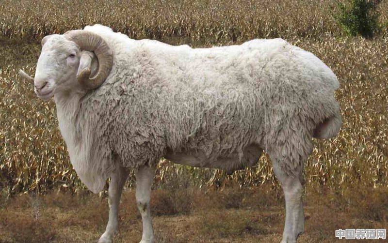 喂羊的饲料添加剂有哪些 - 中国养殖网