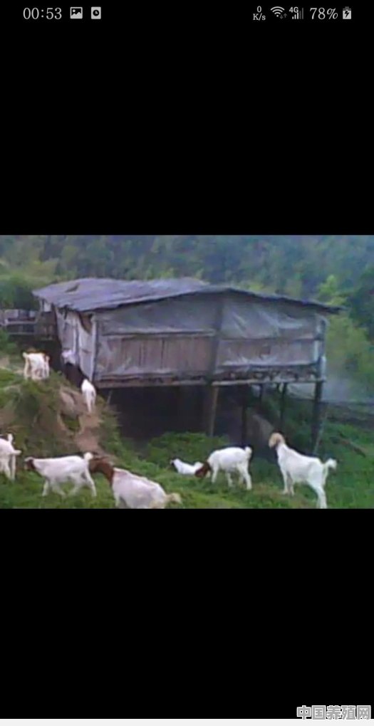羊圈20只羊棚怎么设计好平地 - 中国养殖网