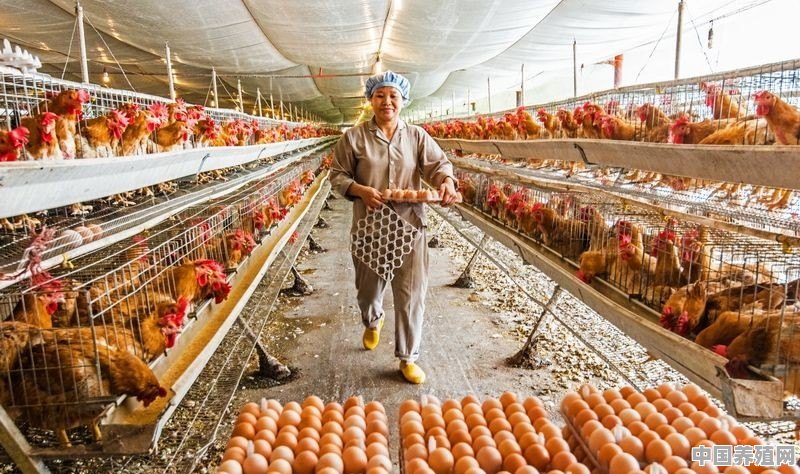 失业越来越多，养殖竞争也越来越大，养鸡业未来发展趋势在哪里 - 中国养殖网
