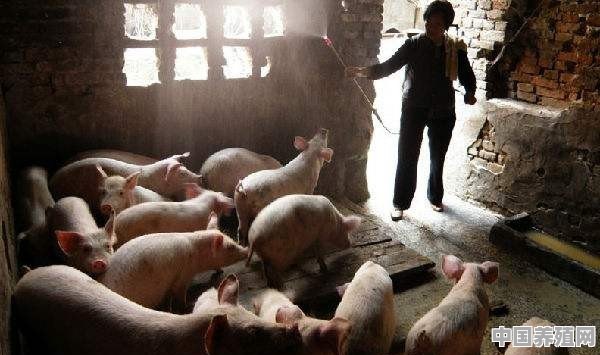 2020年养猪将有新一轮机会，农村“散养户”该如何做好养猪事业 - 中国养殖网