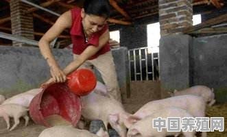 2020年养猪将有新一轮机会，农村“散养户”该如何做好养猪事业 - 中国养殖网