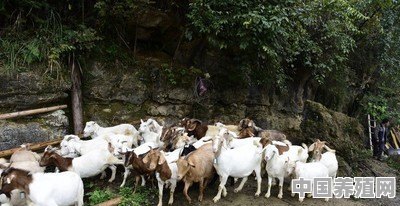 养羊难卖，有什么方法 - 中国养殖网